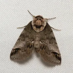Small Baileya Moth thumbnail 4