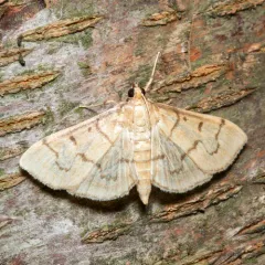 Herpetogramma theseusalis thumbnail 3