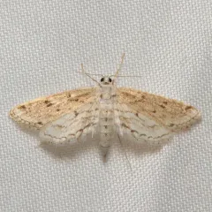 Watermilfoil Leafcutter Moth thumbnail 3