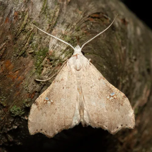 White-spotted Redectis Moth