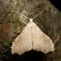 White-spotted Redectis Moth thumbnail 1