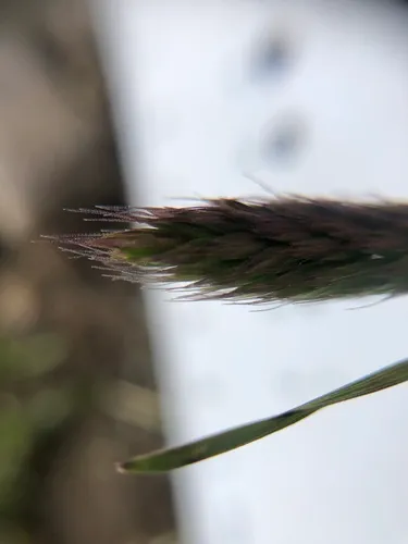 Alaska wild rye