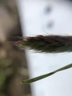 Alaska wild rye thumbnail 1