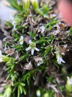 Elegant Stitchwort thumbnail 3
