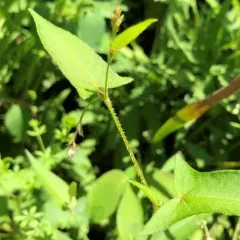 halberd-leaved tearthumb thumbnail 4