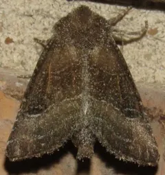 Gray Wolf Moth thumbnail 2
