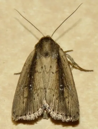 many-lined photedes
