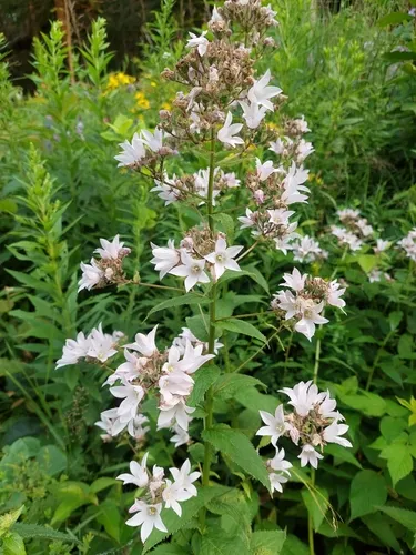 Giant Bellflower