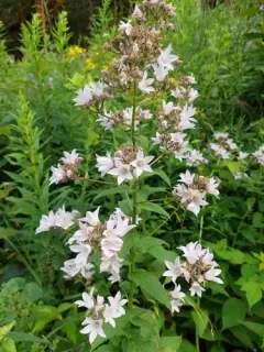 Giant Bellflower thumbnail 1