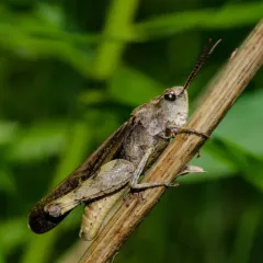 Green-striped Grasshopper thumbnail 3