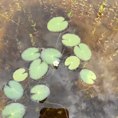 little floatingheart thumbnail 3