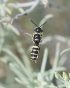 Cerceris convergens thumbnail 3