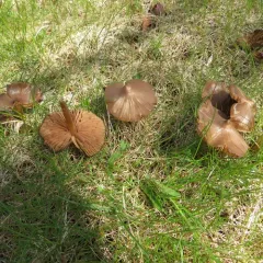 Entoloma vernum thumbnail 1