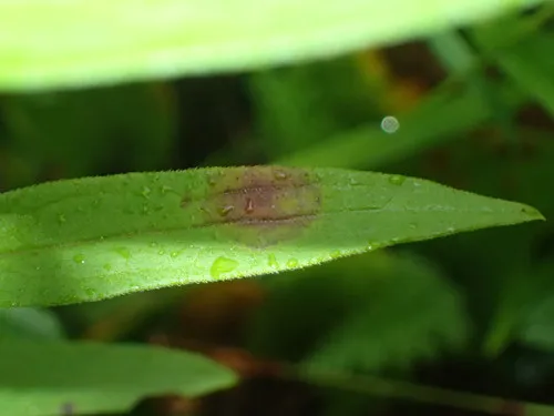 Asteromyia modesta