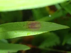 Asteromyia modesta thumbnail 1