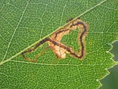 Drab Birch Pigmy thumbnail 3