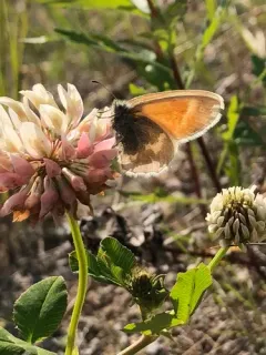 Large Heath thumbnail 2