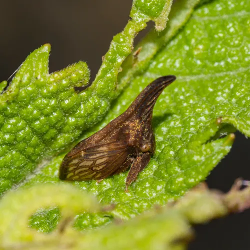 Wide-footed Treehopper