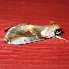 Pink-patched Looper Moth thumbnail 3