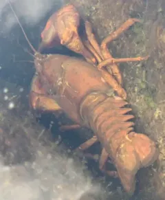 Snake River Pilose Crayfish thumbnail 1
