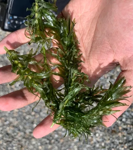 Brazilian elodea
