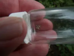 Anopina ednana thumbnail 4