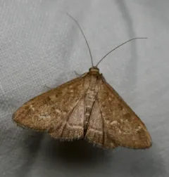 Mecyna mustelinalis thumbnail 3