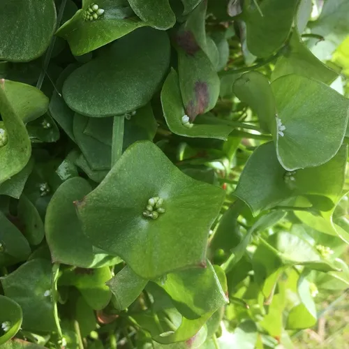 miner's lettuce