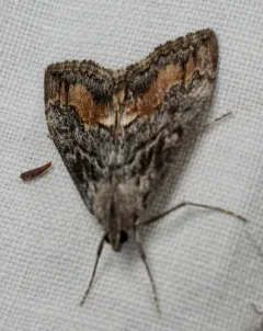 Evergestis subterminalis thumbnail 2