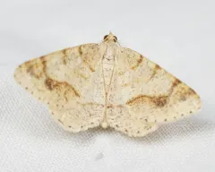 Macaria plumosata thumbnail 3