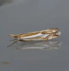 Forked Grass-veneer thumbnail 2