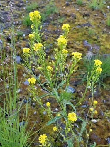 Hoary Yellowcress