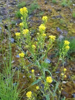 Hoary Yellowcress thumbnail 1