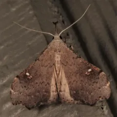 White-spotted Redectis Moth thumbnail 2