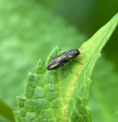 Anthaxia quercata