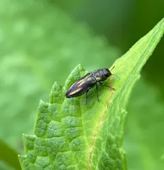 Anthaxia quercata thumbnail 1