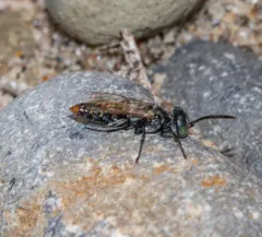Tachysphex terminatus thumbnail 2