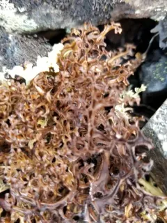 Striped Iceland Lichen thumbnail 1