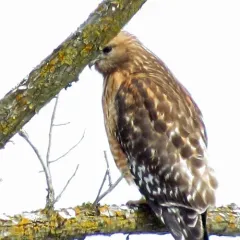 Red-shouldered Hawk thumbnail 4