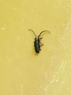 Eupogonius subarmatus thumbnail 3
