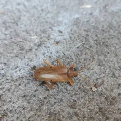 Yellow Douglas-fir Borer thumbnail 2