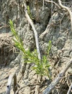 Suckley's Saltbush thumbnail 3