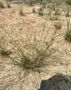 Creeping Bent thumbnail 2