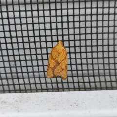 Reticulated Fruitworm Moth thumbnail 4
