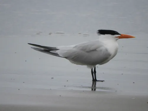 Royal Tern
