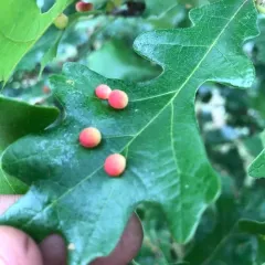 Jewel Oak Gall Wasp thumbnail 4