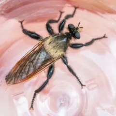 Orange-tailed Laphria thumbnail 4