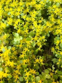Sedum makinoi thumbnail 3