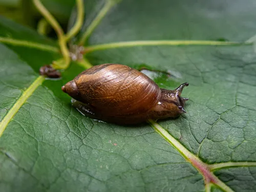 Blunt Ambersnail
