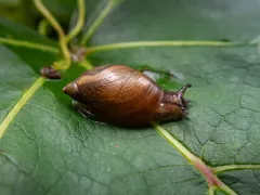 Blunt Ambersnail thumbnail 1